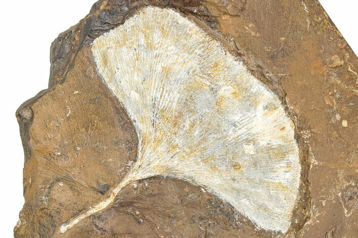 Paleocene Fossil Ginkgo Leaf - North Dakota #290835